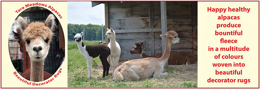 Tara Meadow Alpacas on the farm