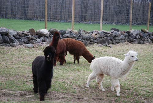 Alpacas before shearing