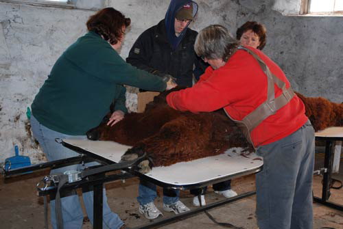 Alpacas after shearing