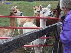 willow smiling at visitor